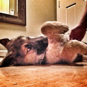 New addition to the fam! Say hello to Thor.