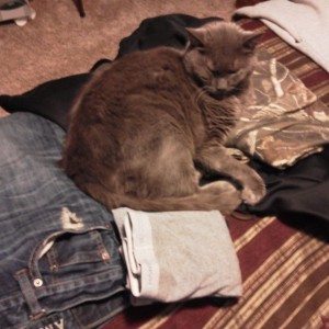 Our cat, Smokey, helping me pack for the beech creek meet...