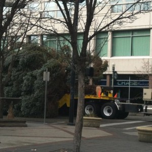 Traffic stopped down town, why? Because city Christmas tree