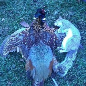 Morning pheasant and squirrel.