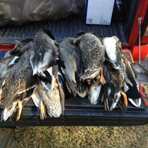 Pile-o-ducks!