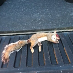 Buddy got a squirrel in his back yard. Going to skin him on my tail gate.