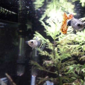 fish face