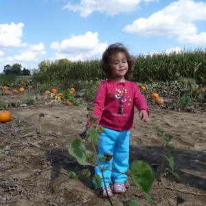 pumpkin farm hilliard ohio