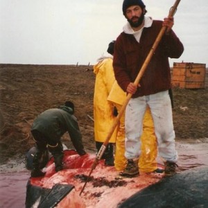 42' bowhead whale