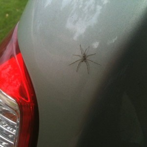 Look what i found on my truck. Trololol