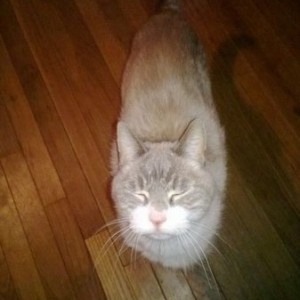 FAT