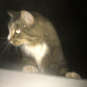 Cat came to see me in the hot tub. And the stupid thing about jumped in.