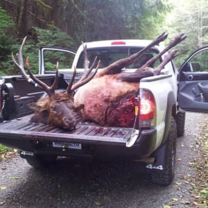 Elk hunting