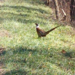 IMG_20121122_120604