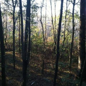 Just got in the woods. I'm lookin over a swamp bottom.... And I'm