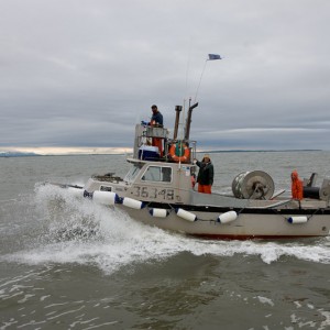 Kolea_Cruising_2