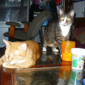 Cole "Daddy's Baby" and Scuse-You "The Fatness"
