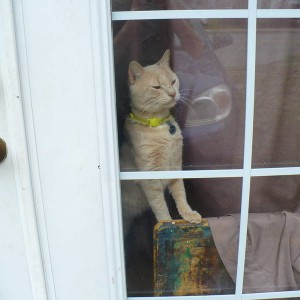 Bartleby