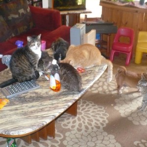 Some of my cats