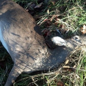Got my days limit on doe day... heres momma, shot her baby too