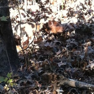 I was walkin to the deer stand and this little guy was by my stand. Can&#03