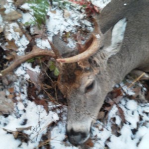 First buck!