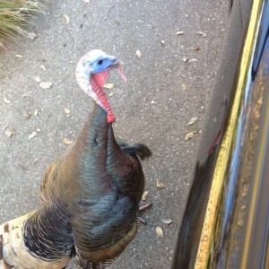 I was attacked by this turkey earlier. Couldn't even drive down my dri