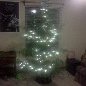It's not going in our yard russ, its going in our living room.