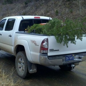 Tree.