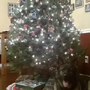 Link-Tree