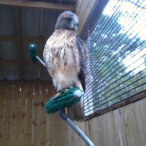 Red tail hawk