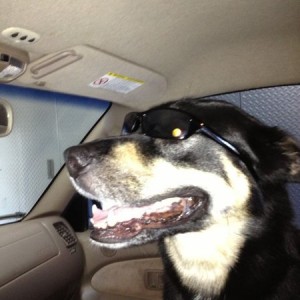 Co-dawg
