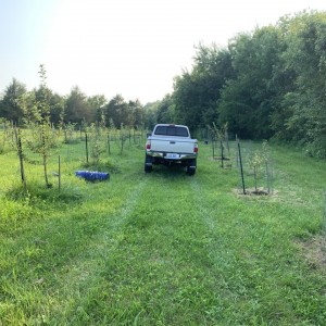 20210728 - In The Orchard