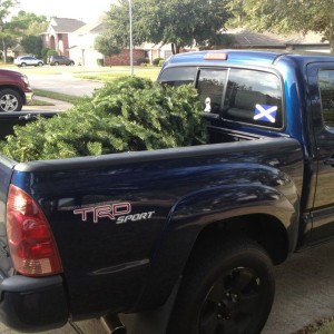 Tree!