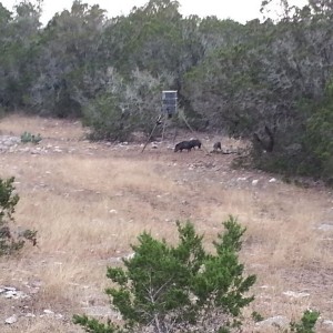Passed on some javelina Sent via the Samsung Galaxy Note