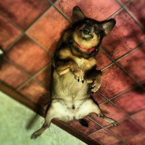 D.o.g wanting a belly rub. Crazy dog Sent from my Verizon Wireless HTC Thun
