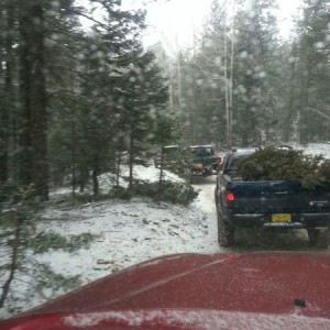 Taco Christmas tree trip