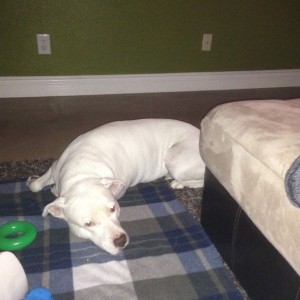 Get off the damn blanket!