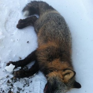 Cross Fox, Alaska