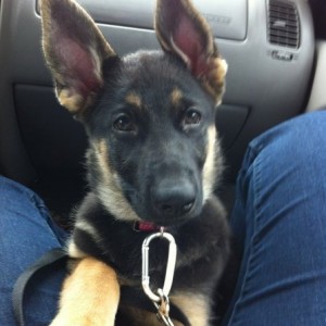 Elsa