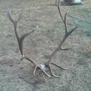 Rez Bull 2012