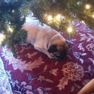 Puggy loves Christmas and laying/ sleeping under the tree!
