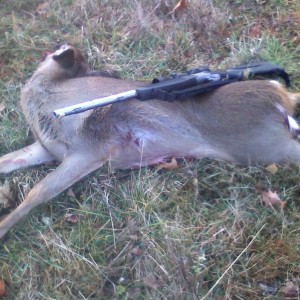 Little doe with muzzleloader. Belly crawled about 50 yards to about 80 yard