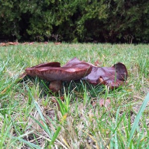 Anyone know what kind?