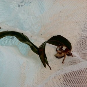 Found this guy in the pool
