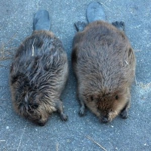 2 Beavers i brought home last nite... just finished nailing them ;)