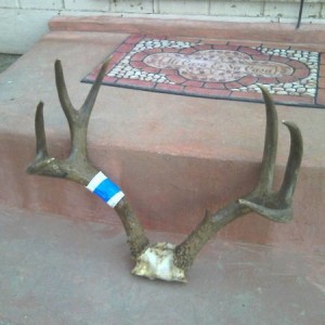 145" Cascade Blacktail