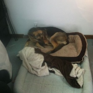 Friends big lazy puppy