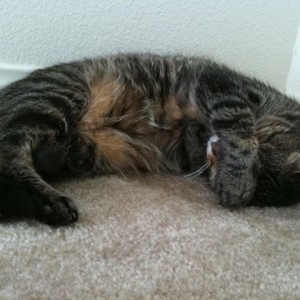 Kitteh