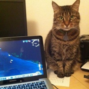 Kitteh
