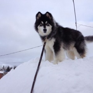 Diesel. Dec.2012