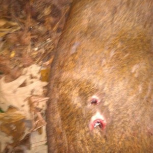 Two bullet holes. One shot weird...