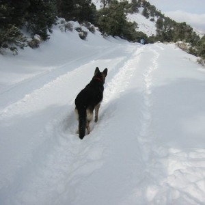 Trail run 12/29/12