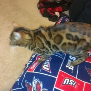 And here's the 4th Bengal. Just a baby still.